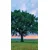 Fototapeta osamljeni hrast - 147x270