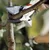 GARDENA Makaze vrtne BP 50 profi