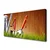 tulup.si Slika na platnu Grass nature orodja 125x50 cm