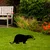 Aberto Design Dekorativna figura Badger 01, 32x45 cm, 1.5 mm
