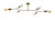 Conceptum Hypnose Luster Sparrow-1241, 95x48 cm, 6xE27, 40W, Zlatne boje