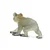 Safari Koala