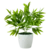 shumee Lončnica - Zeleni Ruscus 25 cm