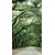 Fototapeta v objemu dreves - 147x270