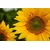 Fototapeta rumena sončnica - 245x270