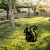 Aberto Design Dekorativna figura Squirrel 01, 44x23 cm, 1.5 mm