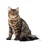 Royal Canin Urinary Care 85g - Piščanec - Odrasla mačka - Royal Canin