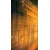 Fototapeta sonce za drevesi - 147x270