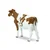 Safari Krava Ayrshire