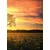 Fototapeta osamljenega drevesa - 196x270