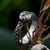 Prstan Snake Ring Retro - SS8-1176R