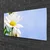 tulup.si Slika na steklu Daisy rastlin narava 100x50 cm 4 obešalnika