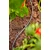 Gardena razdelilna cev 4,6 mm (3/16) 15 m 1350-20