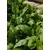 Venture Design Poster Zeleni list 50x70 cm Zelena