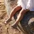 Muris Barefoot sandale za devojčice Rio, Krem