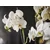 PHALAENOPSIS Biljka u saksiji, orhideja/2 stabljike, 12 cm