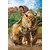 EuroGraphics Puzzle Tigers XL 250 kosov