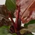 PHILODENDRON Zasađena biljka, filodendron raznovrsno, 12 cm