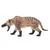 Safari Hyaenodon Gigas