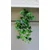 Lilium lozica hedera 38*85cm HHA136468