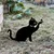 Aberto Design Dekorativna figura Cat 03, 36x31 cm, 1.5 mm