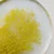 shumee Stabilizirana Gypsophila Mini - (gipsofila) - Rumena