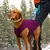 Kurgo Core pulover za pse Heather Violet XS