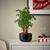 POLYSCIAS Biljka u saksiji sa saksijom, bonsai/odabrane boje, 14 cm