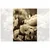 Fototapeta sepija polje divjih makov - 196x270