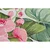 Zunanja preproga 165x80 cm Flair - Hanse Home