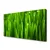 tulup.si Slika na platnu Grass nature rastlin 125x50 cm