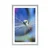 Plakat s paspartujem kapljica rose na barvnem ozadju - 20x30 silver