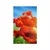 Plakat mak na travniku - 40x60 no frame