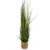 Lilium trava u saksiji 80cm 144555