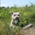 Rappa Staffordshire Bull Terrier 30 cm