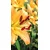 Fototapeta rumena lilija - 147x270