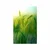 Plakat stebla trave - 40x60 no frame