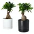 FICUS Biljka u saksiji sa saksijom, bonsai odabrane boje, 12 cm