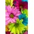 CONCEPTUM HYPNOSE Tepih (100x200) WOOKECE070