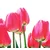 Samolepilna fototapeta rdeči poljski tulipani - 294x270