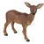 Safari Srna