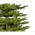 Novogodišnja jelka Koreana Spruce 150cm 68.9980