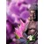 Fototapeta umirjeni Buda - 196x270