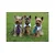 Merco Multipack 3pcs Gentledog kravata za pse vijolična, S