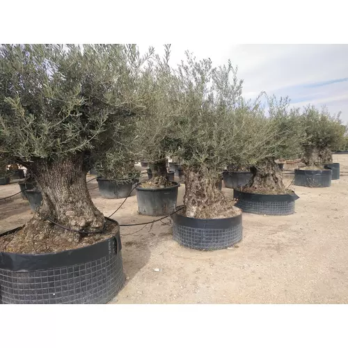 happyseed bonsai Complete Spruce Bonsai Grow Kit for Beginners – Buzzy Seeds main image 1