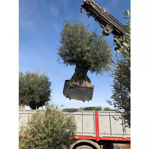 Bonsai L Maslina  obujam debla 150/175 cm - Jeftinije.hr
