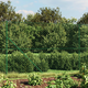 vidaXL Žičana ograda sa šiljastim držačima zelena 2,2 x 25 m