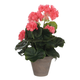 PELARGONIJA MARELIČNA V SIVEM STAN LONCU D11,5CM - H34XD20CM