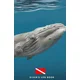 Diver's Log Book: scuba diving log book 100 dives