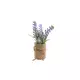 Dekoracija lavanda